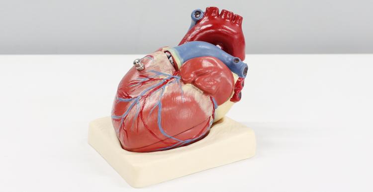 anatomical heart for teaching