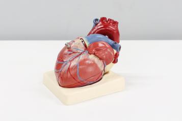 anatomical heart for teaching