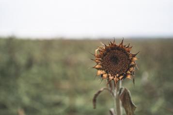 dying sunflower