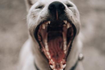 white dog yawning