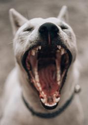 white dog yawning